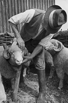 M Agr Pers Shepherds Prints: Inspecting Sheep
