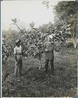 Trinidad Prints: Inspector and Field Worker Examining Coffee Tree