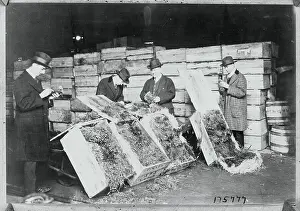 Intensity Prints: Inspectors Examining Plants