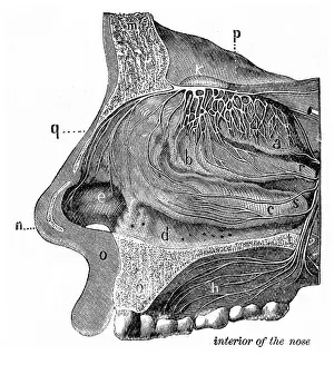 Interiror of the nose engraving anatomy 1872
