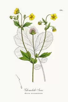 Images Dated 2nd June 2018: Intermediate Avens, Geum intermedium, Victorian Botanical Illustration, 1863