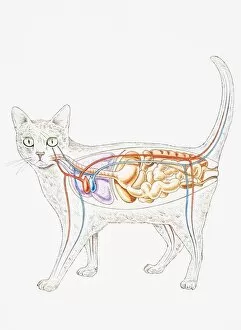 Images Dated 9th February 2007: Internal anatomy of domestic cat (Felis catus), showing organs