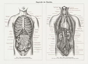 Images Dated 16th April 2018: Internal organs in human anatomy, wood engravings, published in 1897
