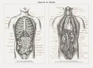 Images Dated 16th April 2018: Internal organs in human anatomy, wood engravings, published in 1897
