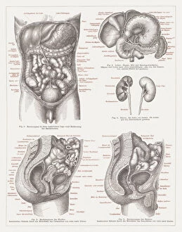 Science Collection: Internal organs of people, lithograph, published 1875
