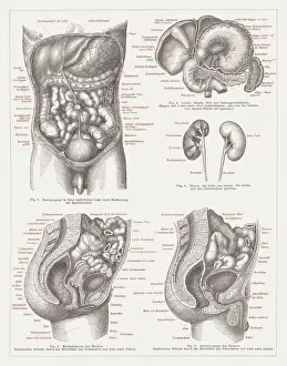Aorta Prints: Internal organs of people, lithograph, published 1875
