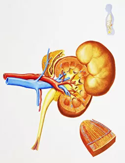Images Dated 16th June 2007: Internal structure of human kidneys, with inset showing medulla