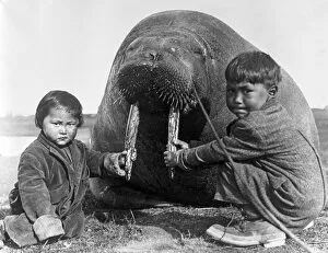Images Dated 1st February 2016: Inuits And Walrus