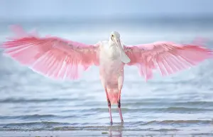 Prints of A Roseate Spoonbill opens his wings early in the morning against beautiful blue water at Fort Myers Beach, Florida Flamboyant Spoonbill Bird Prints: Inviting Wings and Pink Against Beautiful Blue Water at Fort Myers Beach, Florida