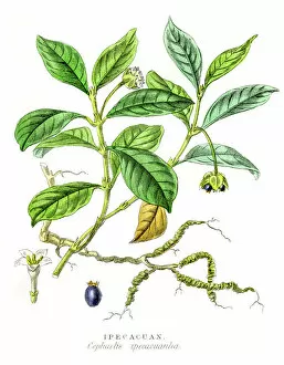 Images Dated 1st May 2017: Ipecacuana botanical engraving 1857