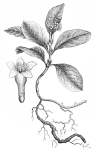 Panama Prints: Ipecacuanha (Cephaelis Ipecacuanha)
