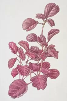 Iresine herbstii, Beefsteak Plant or Bloodleaf, front view