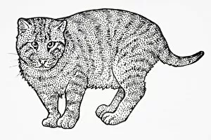 Images Dated 6th February 2007: Iriomote Cat (Prionailurus bengalensis iriomotensis or Felis bengalensis iriomotensis or)