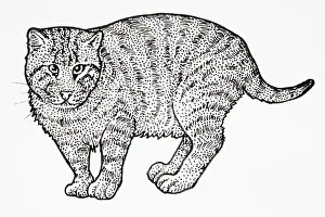 Cats Prints: Iriomote Cat (Prionailurus bengalensis iriomotensis or Felis bengalensis iriomotensis or Mayailurus iriomotensis)