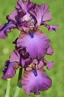 Iris Family Gallery: Iris -Iris barbata elatior, Hybrid-, water droplets on purple flower