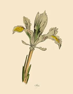 Iris Plants, Victorian Botanical Illustration