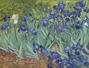 Prints of Irises, 1889. Found in the collection of J. Paul Getty Museum, Los Angeles. Artist : Gogh, Vincent, van (1853-1890). (Photo by Fine Art Images/Heritage Images/Getty Images) Echoes of Genius: Timeless Reproductions of a Master’s Vision: Irises, 1889
