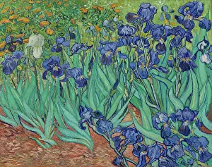 1880s Prints: Irises