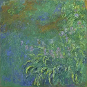 Monet Prints: Irises