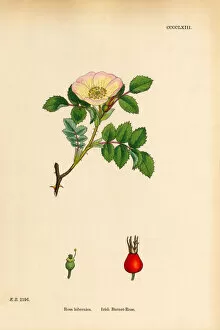 Images Dated 4th June 2018: Irish Burnet-Rose, rosa hibernica, Victorian Botanical Illustration, 1863