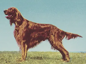 Blue Background Gallery: Irish Setter