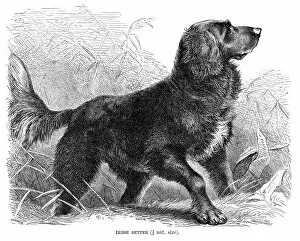 Images Dated 11th May 2017: irish setter engraving 1894