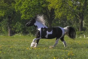 Equidae Prints: Irish Tinker horse -Equus przewalskii f. caballus-, mare running