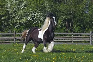 Odd Toed Ungulate Gallery: Irish Tinker horse -Equus przewalskii f. caballus-, mare