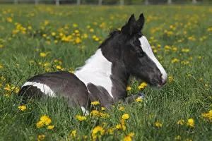 Irish Tinker horse -Equus przewalskii f. caballus-, foal