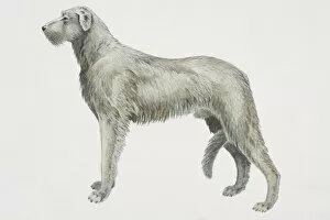 Irish Wolfhound (canis familiaris), side view