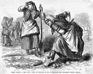 Digging Prints: Irish Women Digging Up Potatoes