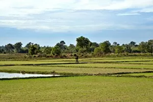 Images Dated 22nd December 2015: Irrigated Paddy field Champasak Laos