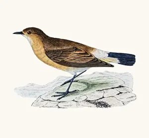 White Meat Prints: Isabelline wheatear
