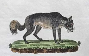 Images Dated 31st December 2017: Isatis (Canis lagopus), hand-coloured copperplate engraving from Friedrich Justin