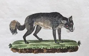 Isatis (Canis lagopus), hand-coloured copperplate engraving from Friedrich Justin