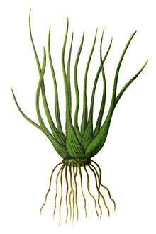 Isoetes lacustris (lake quillwort or Merlins grass)