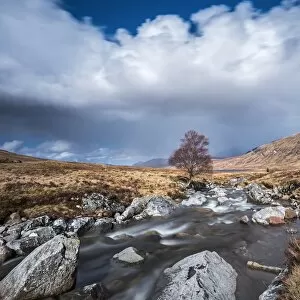 Isolated tree on the River Ossian, Corrour, Highlands, Scotland, United Kingdom