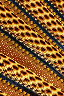 Modern Bird Feather Designs Gallery: ISSAQUAH, WASHINGTON (Argusianus argus)