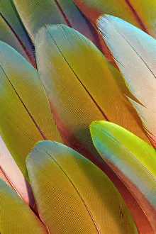 Modern Bird Feather Designs Gallery: Issaquah, Washington State, USA