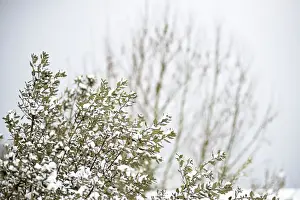 Tranquillity Prints: Istanbul, Turkey, Snow, Forest, Tree, Winter, Cold, Tranquillity, Landscape, Photography