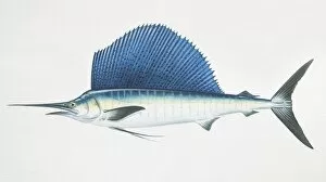 Istiophorus platypterus, sailfish, side view