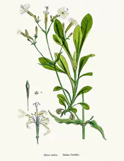 English Botany, or Coloured figures of British Plants Collection: Italian Catchfly flower