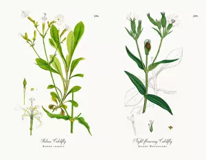 Images Dated 30th November 2017: Italian Catchfly, Silene italica, Victorian Botanical Illustration, 1863