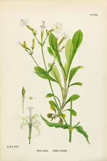 Images Dated 17th February 2017: Italian Catchfly, Silene italica, Victorian Botanical Illustration, 1863
