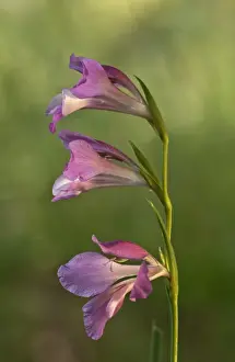 Iris Family Prints: Italian Gladiolus, Field Gladiolus or Common Sword-lily -Gladiolus italicus