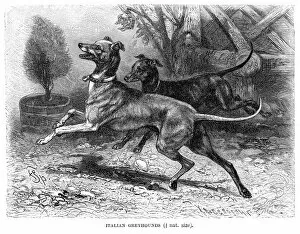 Images Dated 11th May 2017: Italian greyhound dog engraving 1894