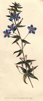 Italian Pimpernel