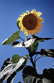 Sun Light Prints: Italian Sunflowers