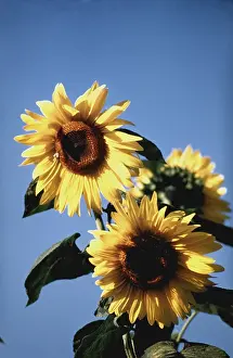Sun Light Prints: Italian Sunflowers