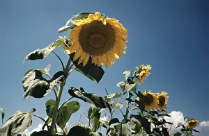 Sun Light Prints: Italian Sunflowers